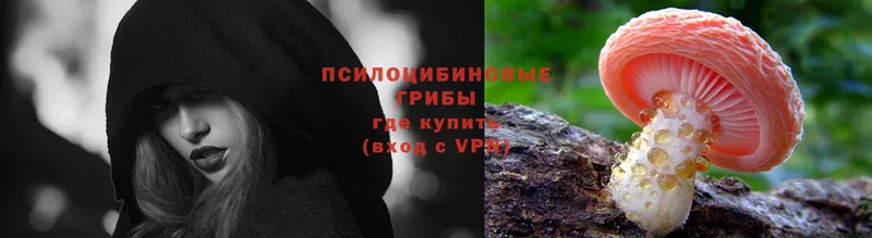 Галлюциногенные грибы Psilocybe  купить   Звенигород 